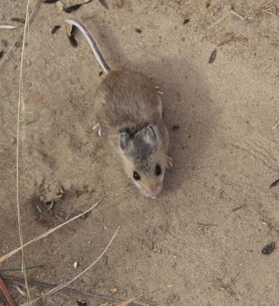 Multiple Mutations Needed to Color Deer Mice (1 of 2)