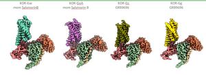 Kappa Opioid Receptor Structures