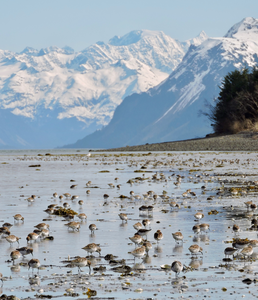 A feeding frenzy of Western Sandpipers (Calidris mauri).