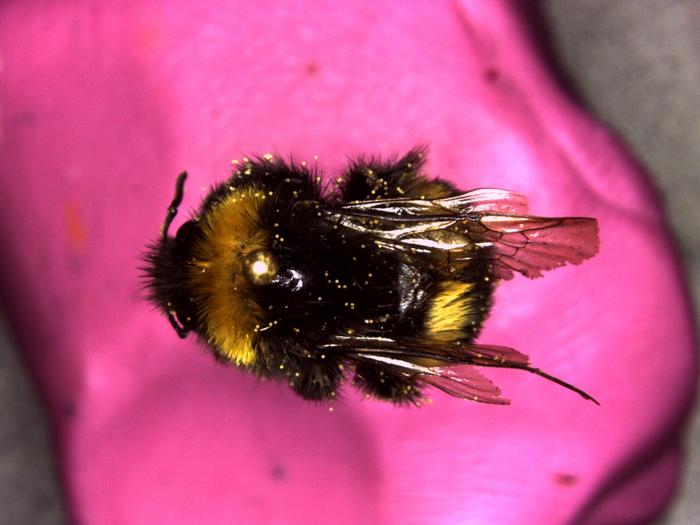 A bee specimen with pollen on it