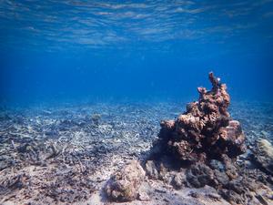 Degraded coral reef