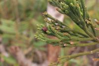 Duplicate DNA Linked to Evolution of Unique Gymnosperm Traits