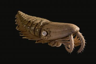 Anomalocaridid Model