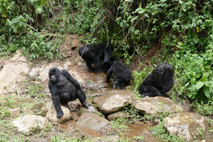 Mountain gorillas