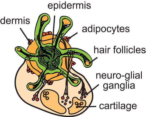 Hair-Baring Human Skin Generated from Pluripotent Stem Cells