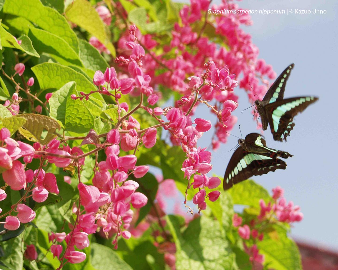 Common Bluebottle (3 of 3)