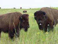 Bellowing Bison (1 of 2)