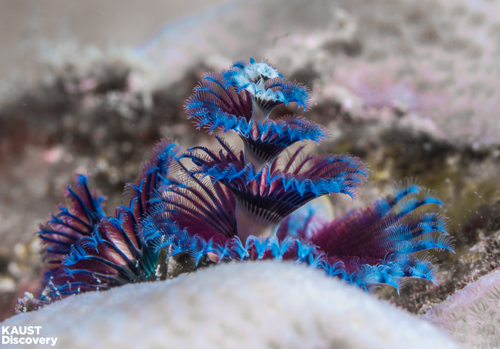 Safe steps for using probiotics to revive biodiversity