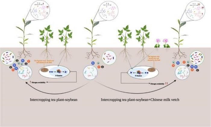 Intercropping leguminous green manure created positive above- and below-ground legacies that influenced the tea quality components and soil nutrition, as well as changing microbial community composition and structure.