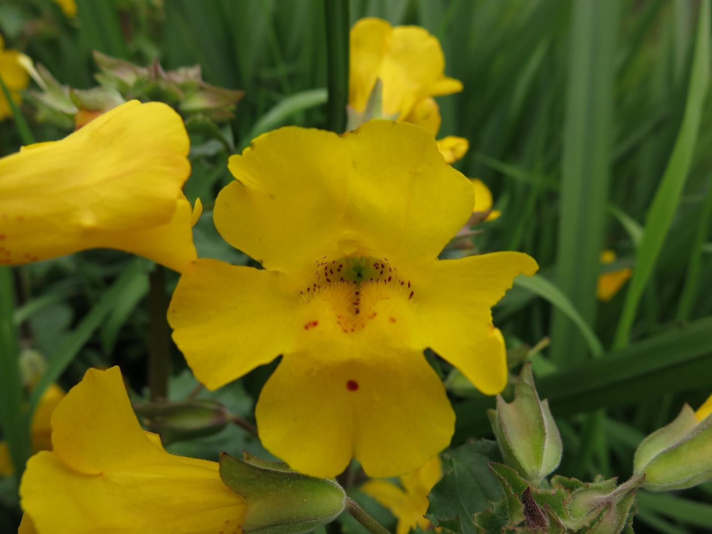 <i>Mimulus peregrinus</i> -- The Foreigner