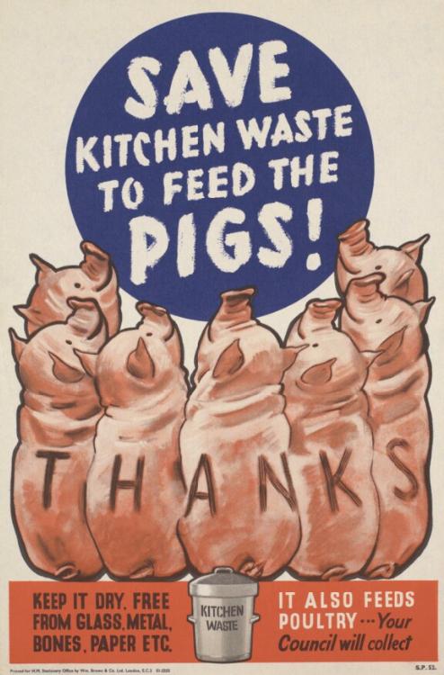 Save Kitchen Waste To Feed The Pigs!