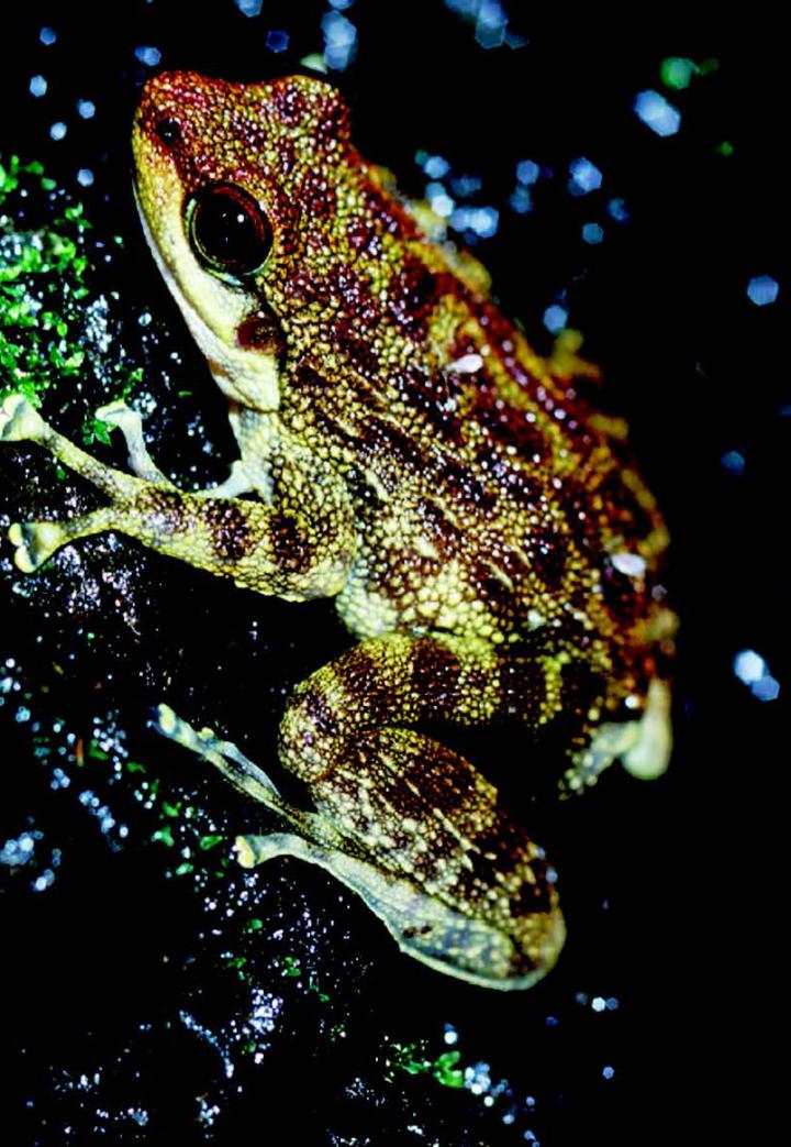 <em>O. arndti</em>, Cote d'Ivoire