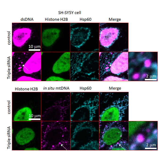 Immunostaining & Coimmunostaining