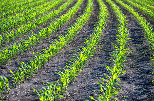 Iowa farmland