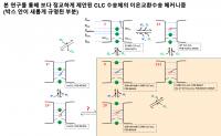 The Ion Exchange Transport Mechanism of the CLC Transporter