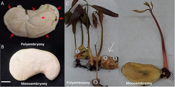 The phenotype of polyembryonic and monoembryonic seeds in mango.