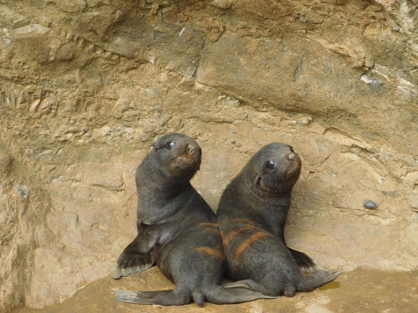 South American Fur Seal Pups on Guafo Island, North Chilean Patagonia