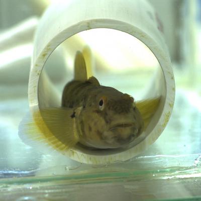 A Round Goby (Neogobius Melanostomus) in a Pipe