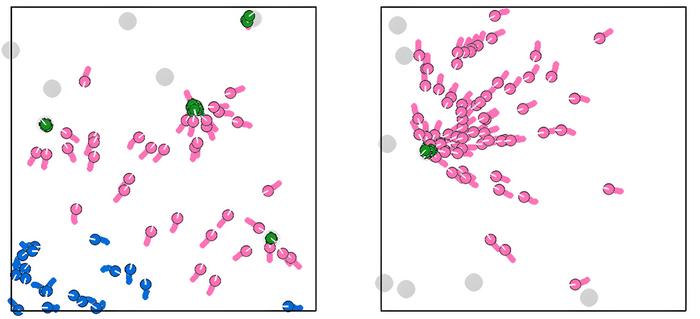 Collective Foraging Model