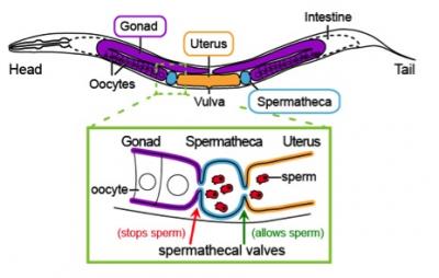 Anatomy Of A <i>Caenorhabditis</i> Female/Hermaphrodite Worm