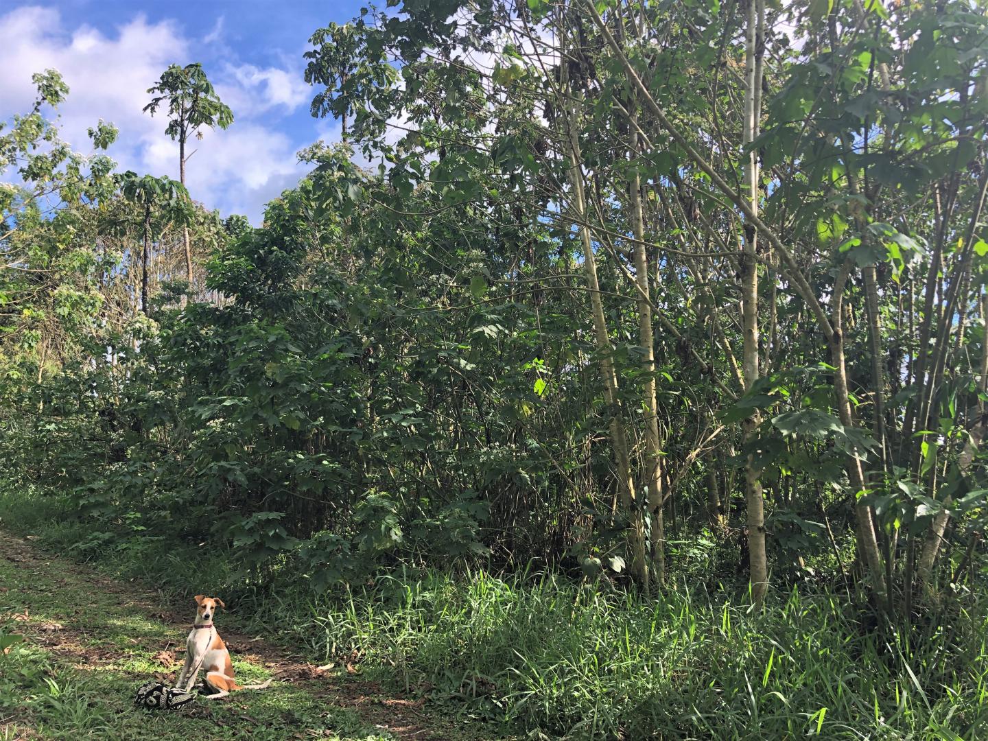Year 3 Coffee pulp plot. Credit Rebecca Cole.