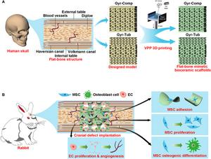 Schematic illustration of the design and bone regeneration potential of the flat-bone-mimetic bioceramic scaffolds.