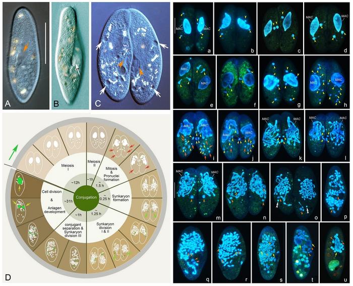 A–C Morphology of Paramecium jenningsi (A, B Ventral views in vivo; C A mating pair.). D, a–u The time-course analysis (D) and the fluorescently stained images (a–u) of the whole process of nuclear events during conjugation in P. jenningsi.