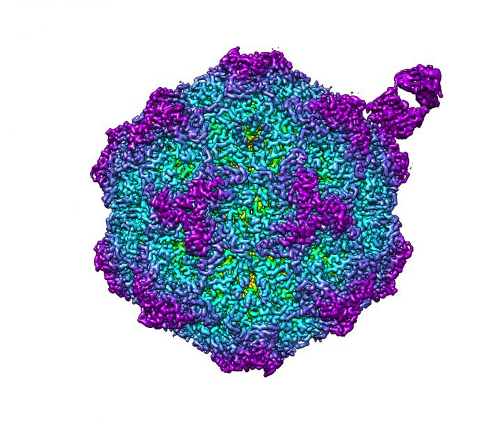 Occupied virus