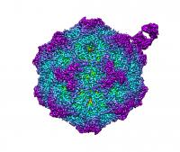 Occupied virus