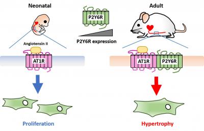 Developmental Increase in P2Y6R Abundance Enhances Angiotensin II-Induced Hypertrophic Response