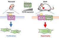 Developmental Increase in P2Y6R Abundance Enhances Angiotensin II-Induced Hypertrophic Response