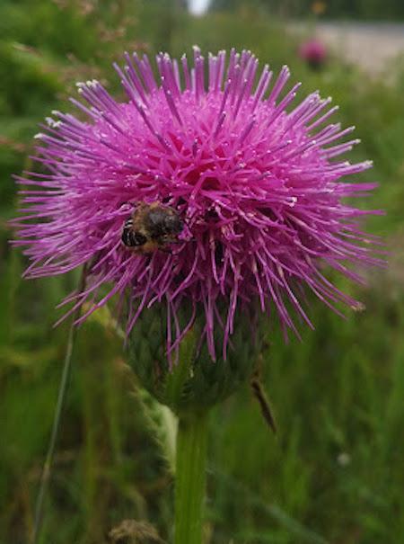 Hill's Thistle