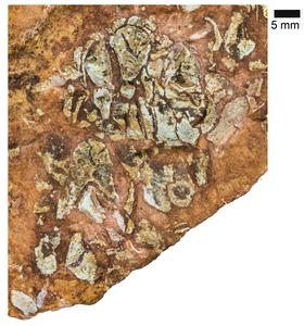 Eriptychius Fossil