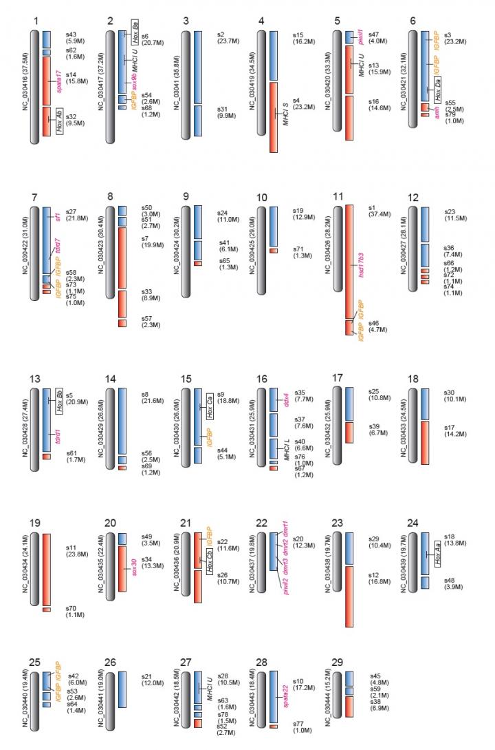 Hypothetical Chromosomes for Striped Catfish