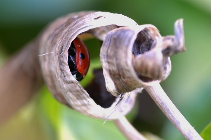 7-spot ladybird