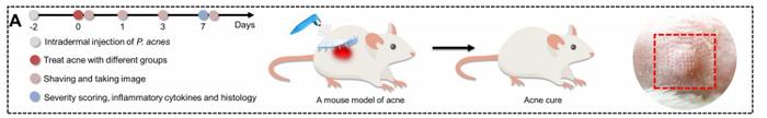 schematic illustration