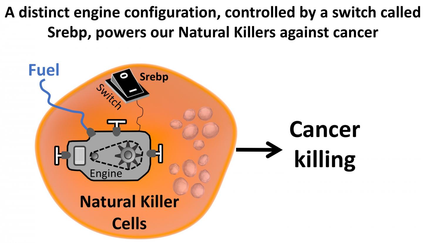 The Natural Killer Cell Engine