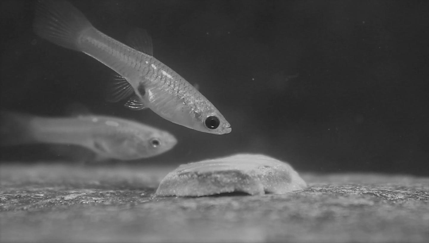 Trinidadian Guppies