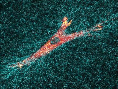 Cell Moving through a 3-D Matrix