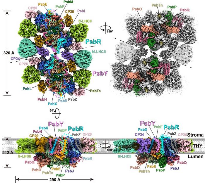 Overall architecture of a type I PSII-LHCII megacomplex from spinach