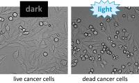 Cancer Cells Incubated with LITESEC Bacteria