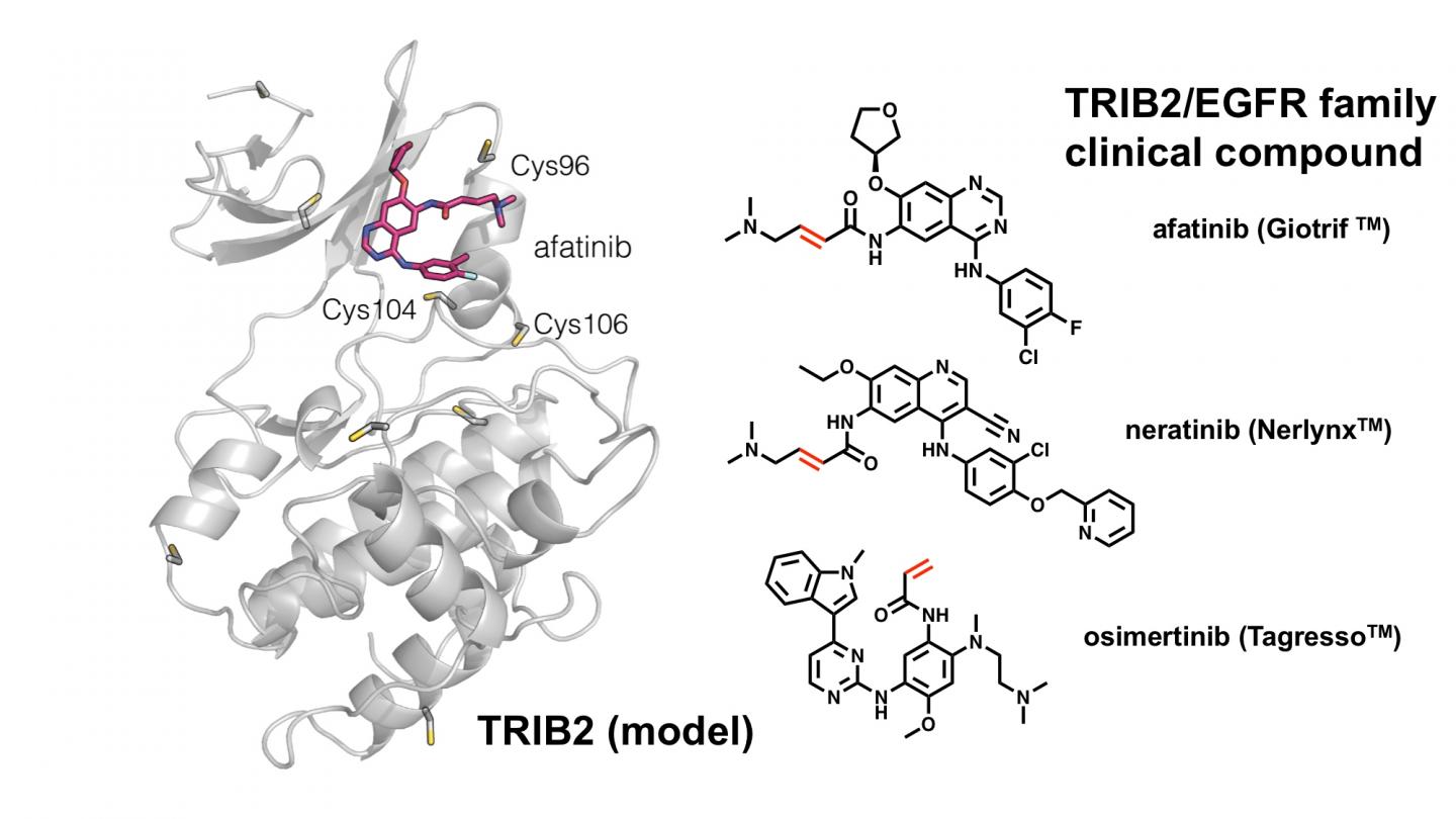 TRIB2