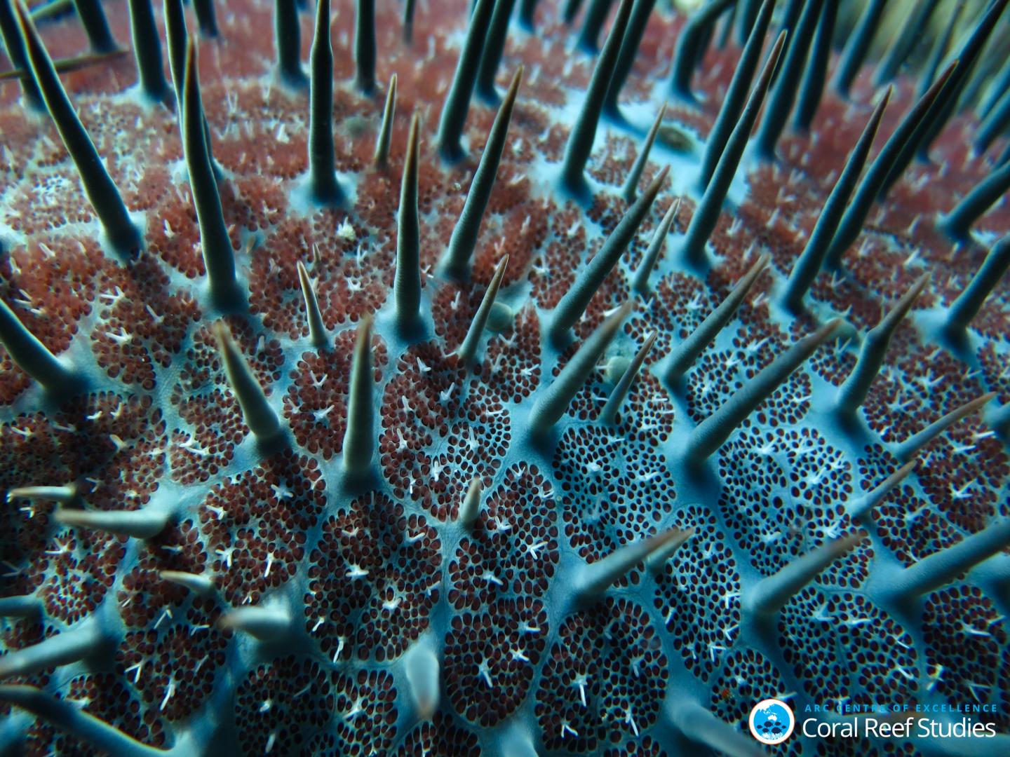 Crown-of-thorns eat themselves out of house & home