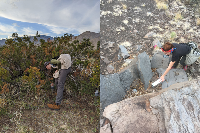 Trapping at field sites