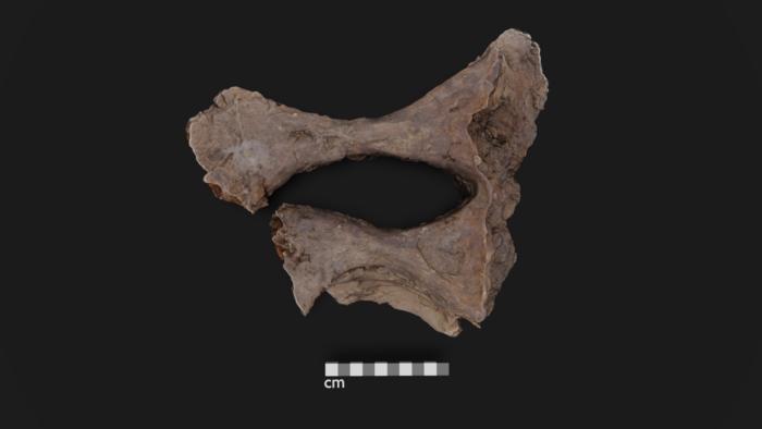 Edmontosaurus hip bone