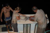 Tagging Jumbo Squid in Mexico