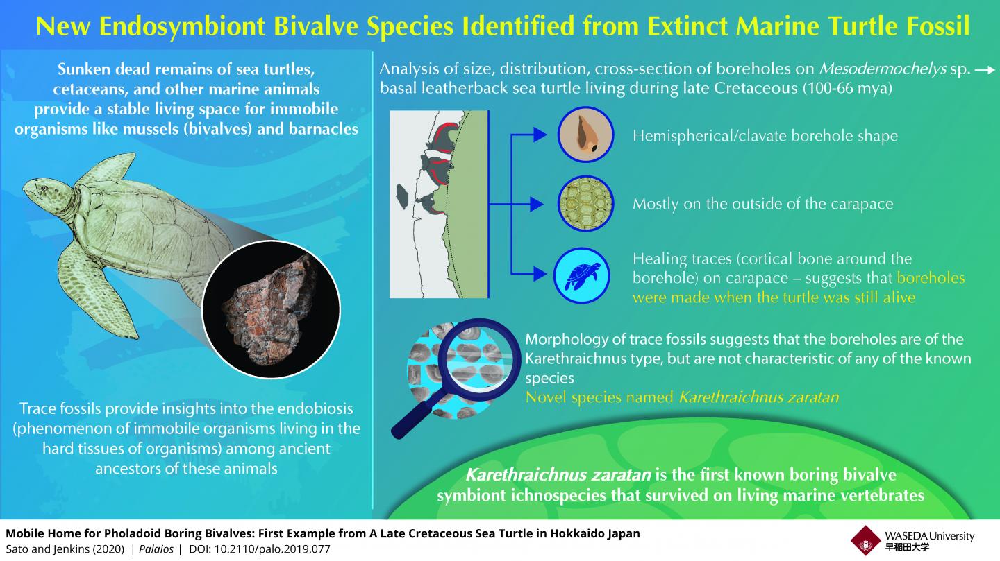 Life In A Nutshell New Species Found In The Eurekalert