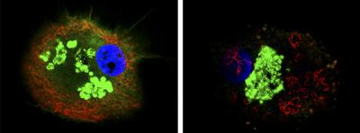 HIV Escapes from Macrophages