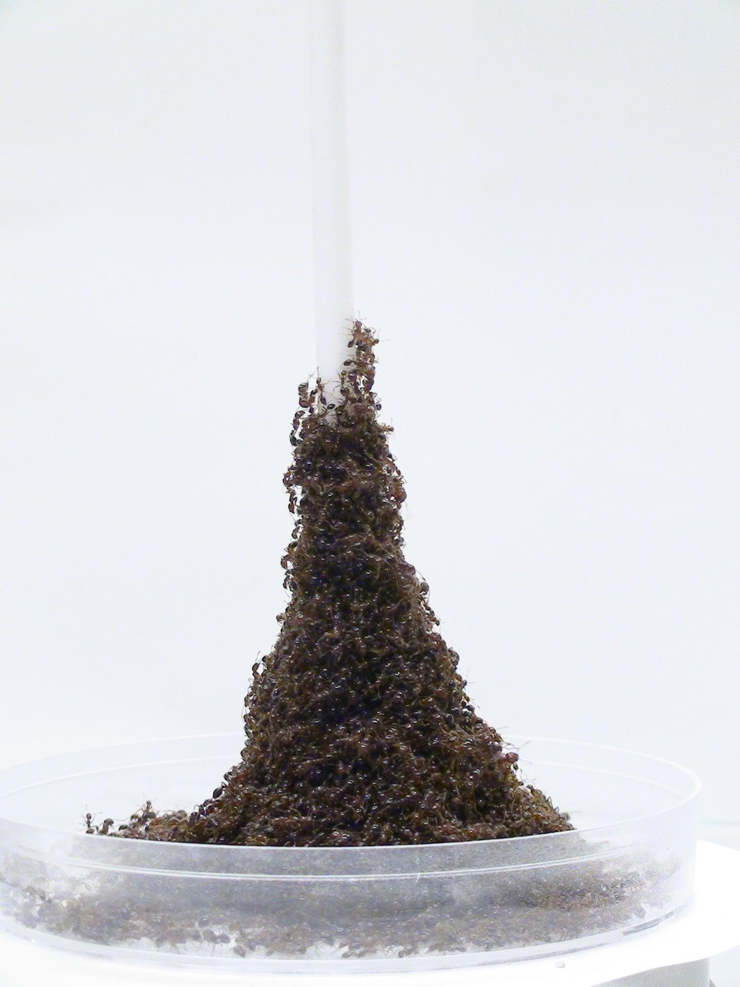 Ant Tower