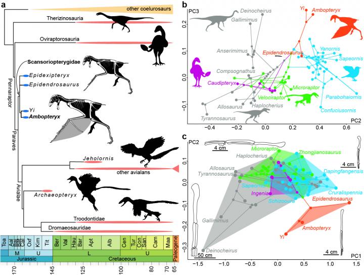 Cladogram and Phylomorphospace of Mesozoic Coelurosaurians